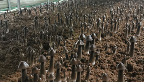 Termite Mushroom Cultivation